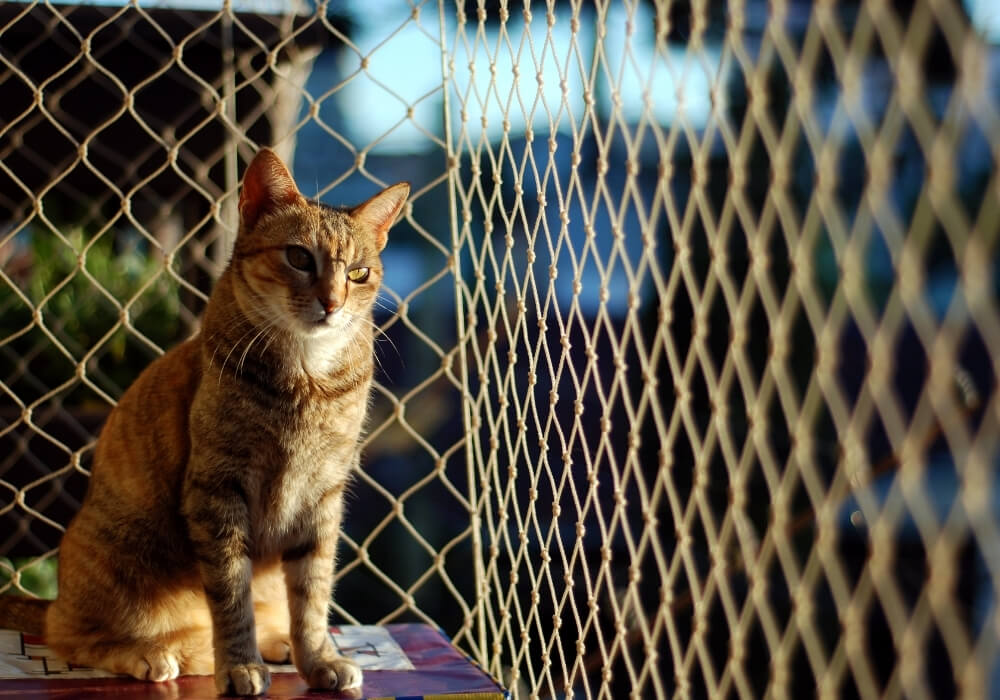 Kedi Filesi